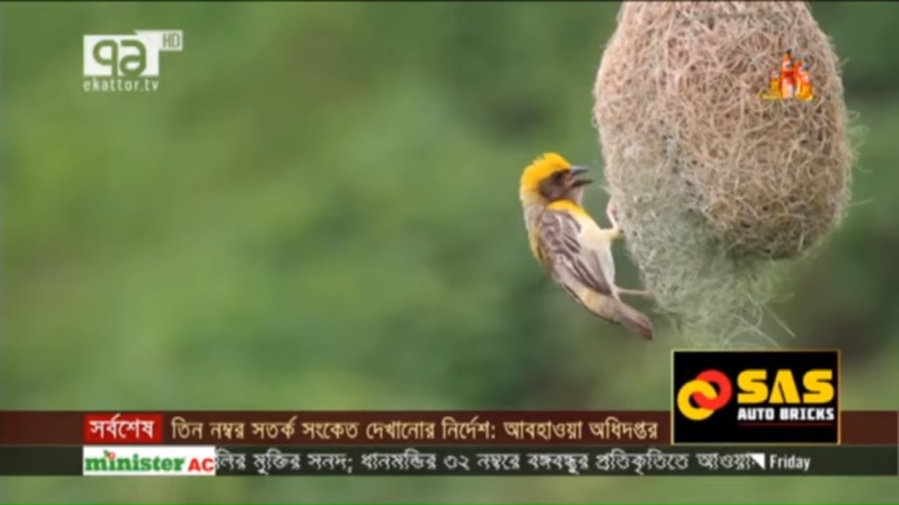 পাখি নয়, ধ্রুপদী এক শিল্পীর গল্প | News | Ekattor TV