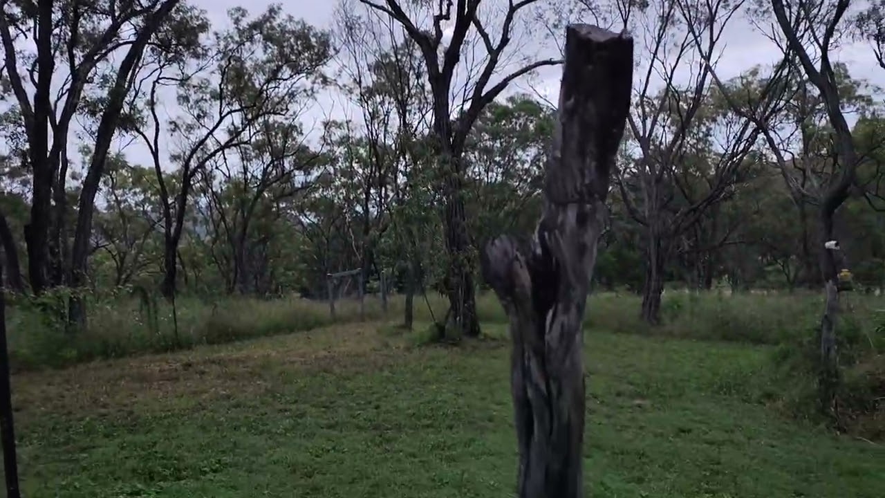 Good evening from the ancient forest 