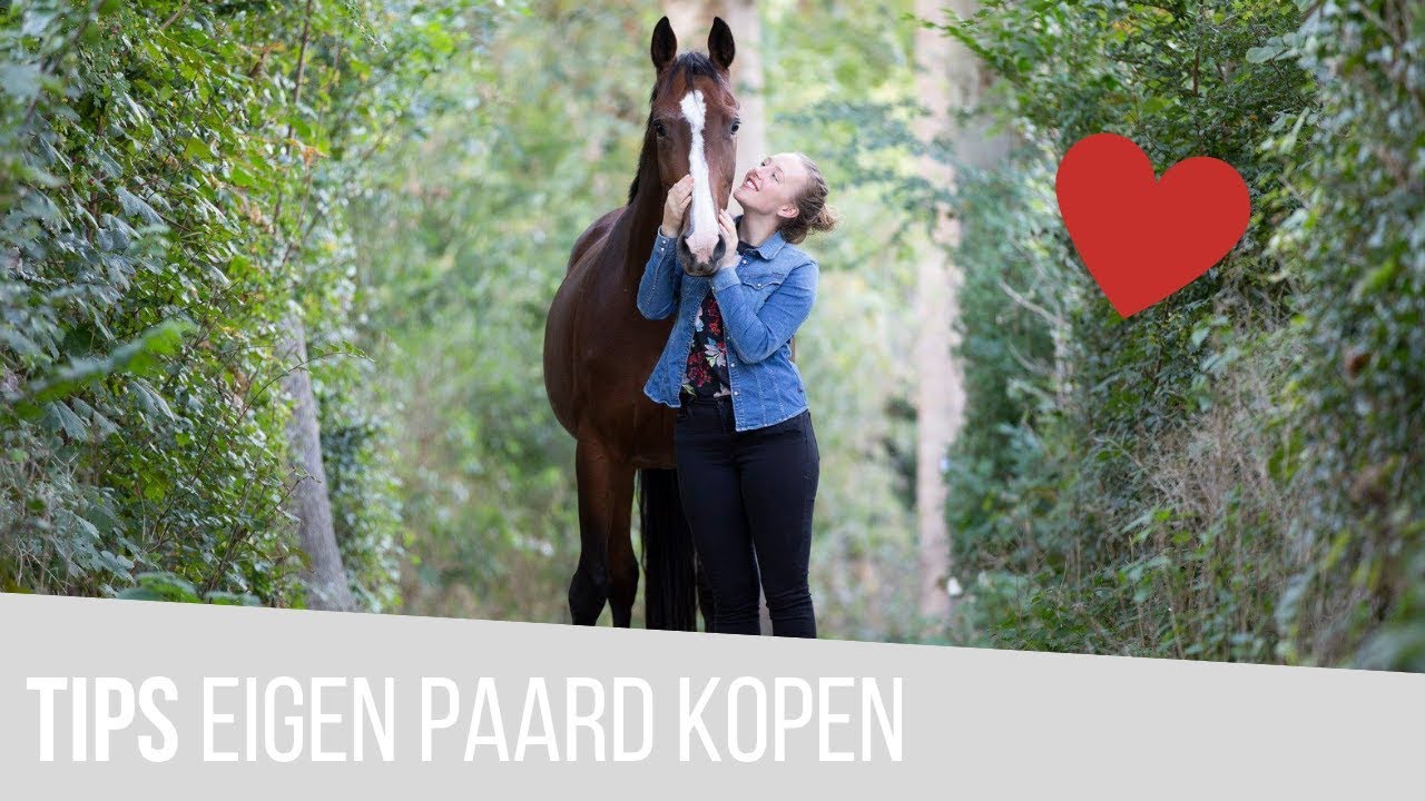 Vlog: Tips eigen paard kopen