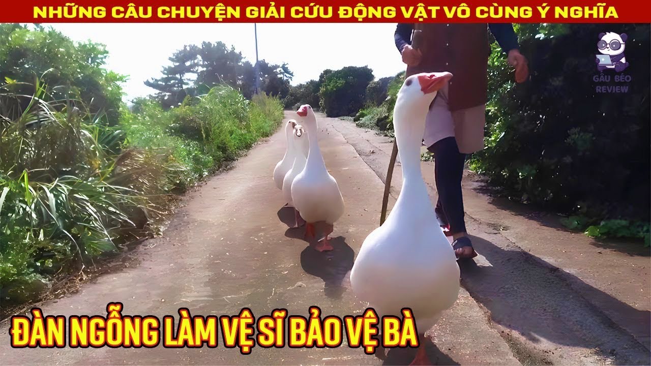 Đàn ngỗng trở thành vệ sĩ riêng của bà chỉ để báo đáp ơn cứu mạng || Review Con Người và Cuộc Sống