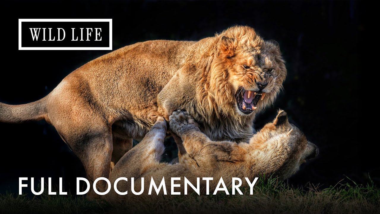 Lions Fight for Survival in the Hunting Grounds | Predators' Playground | Full Documentary