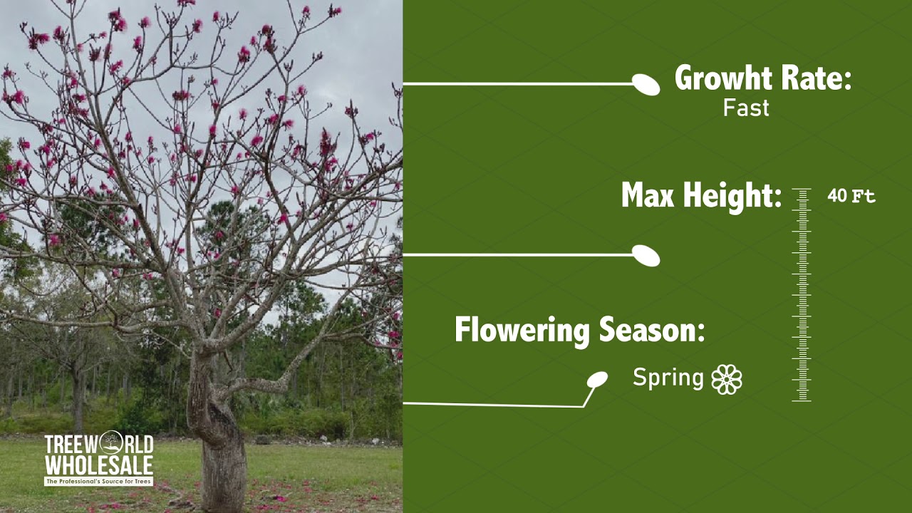 Pseudobombax Ellipticum -  Shaving Brush Tree