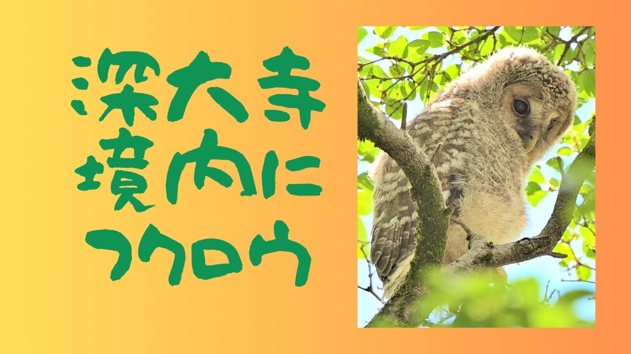 深代寺境内にフクロウのヒナが現れました