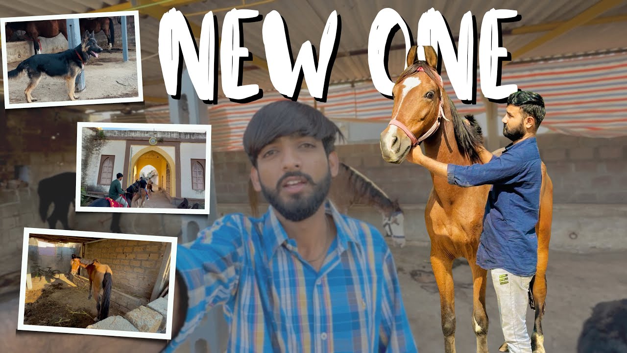 Aaj to hamne new horse or new dog kharid liya 🥳