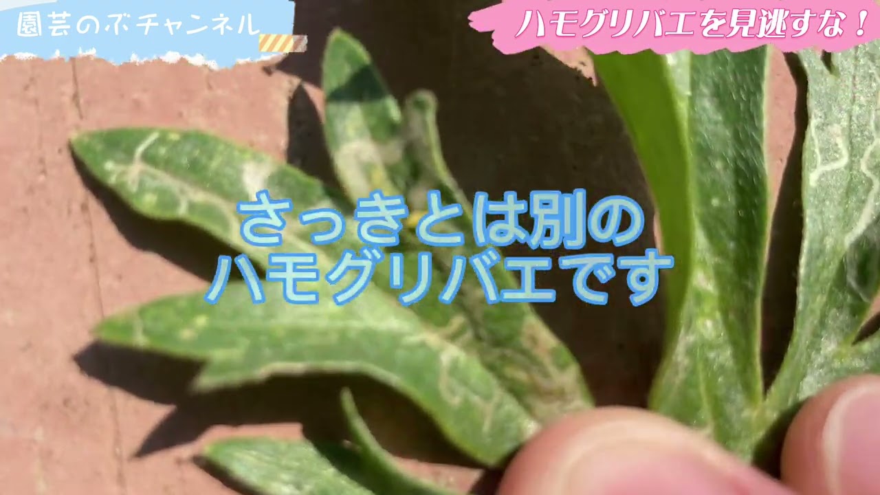 ハモグリバエを見逃すな【ラナンキュラスラックス】【ガーデニング】【園芸のぶチャンネル】