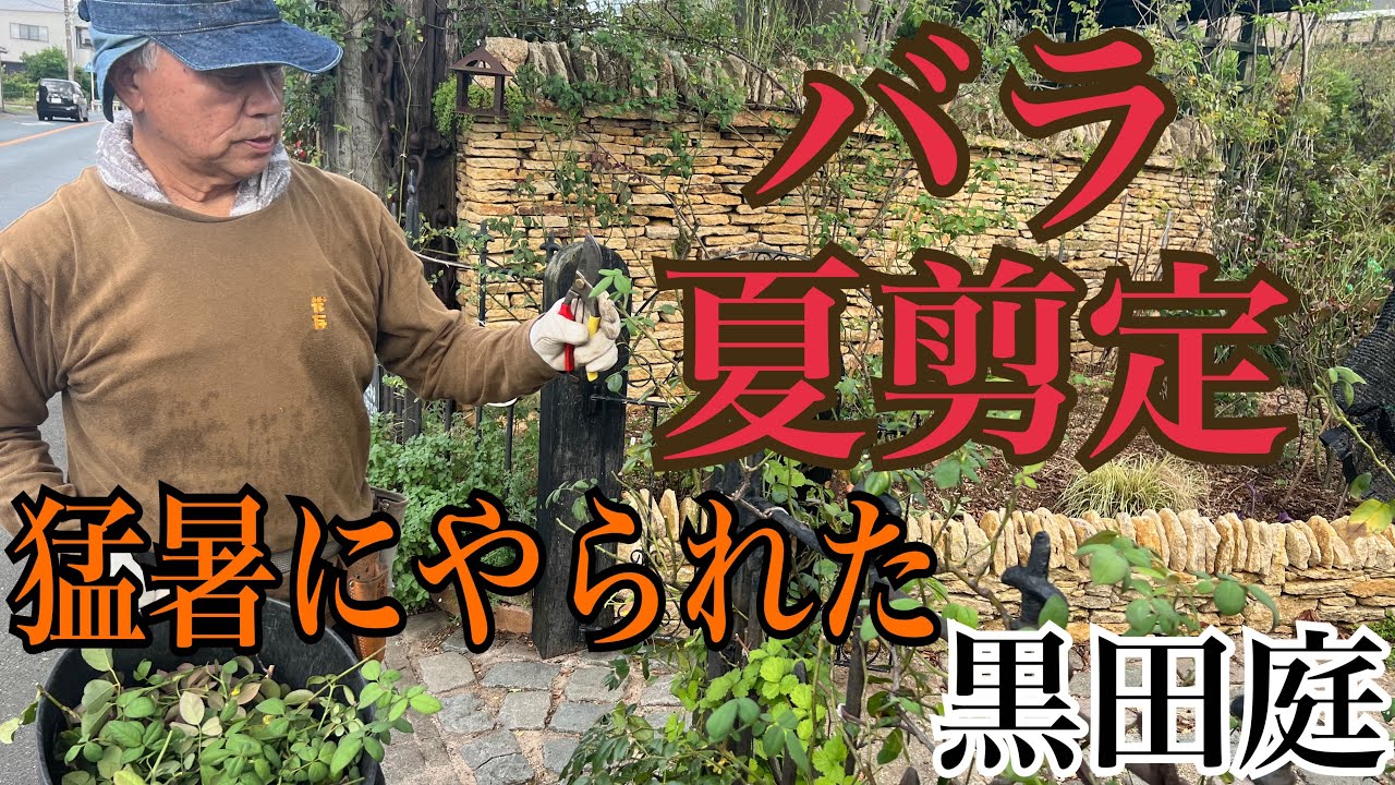 2024 Kuroda's Residence 【バラの夏剪定】綺麗な花を咲かせるための剪定をしました