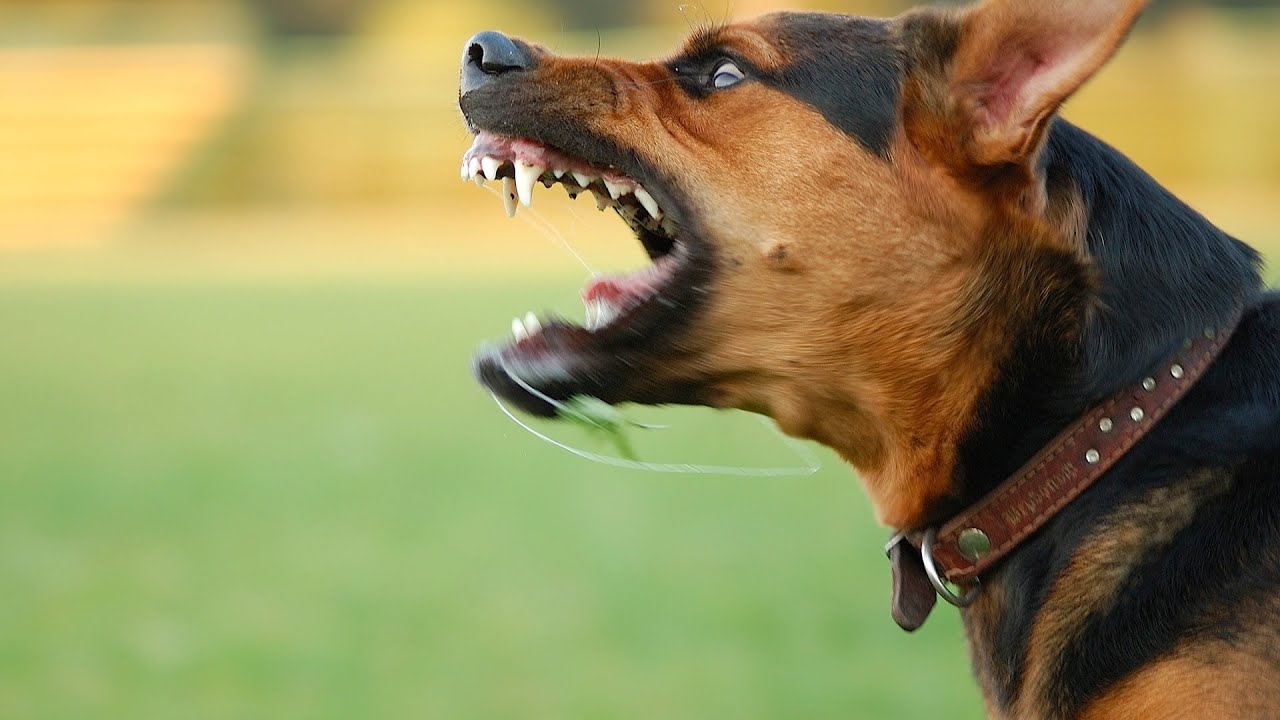 How to Treat an Animal Bite | First Aid Training