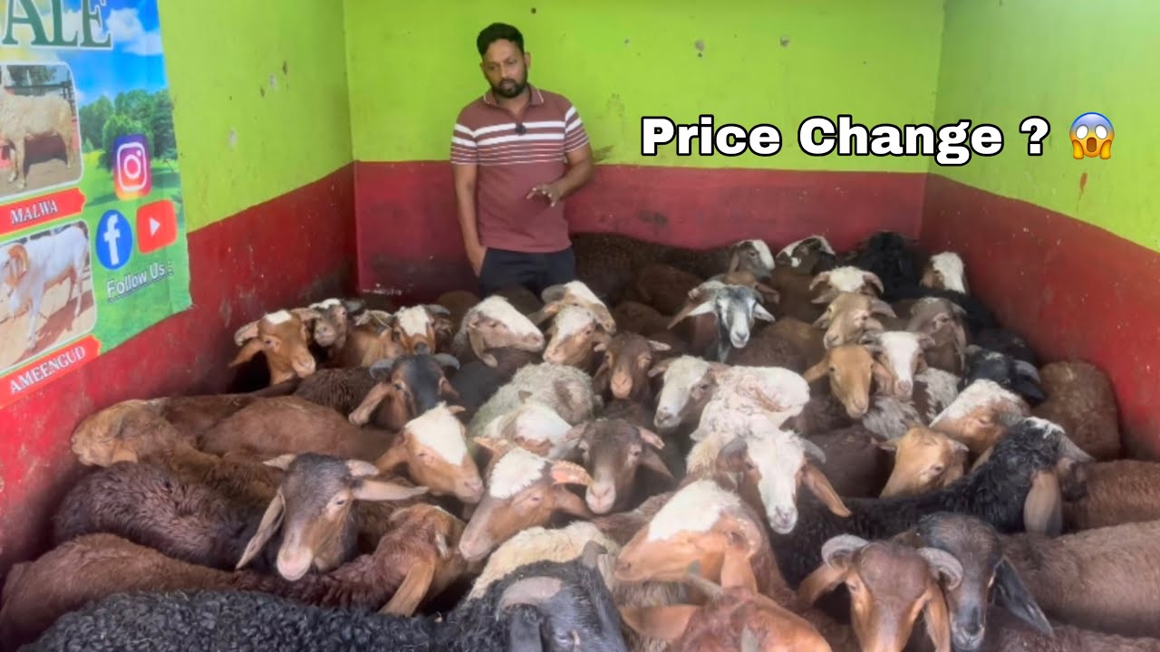 Доступны качественные овцы большого размера