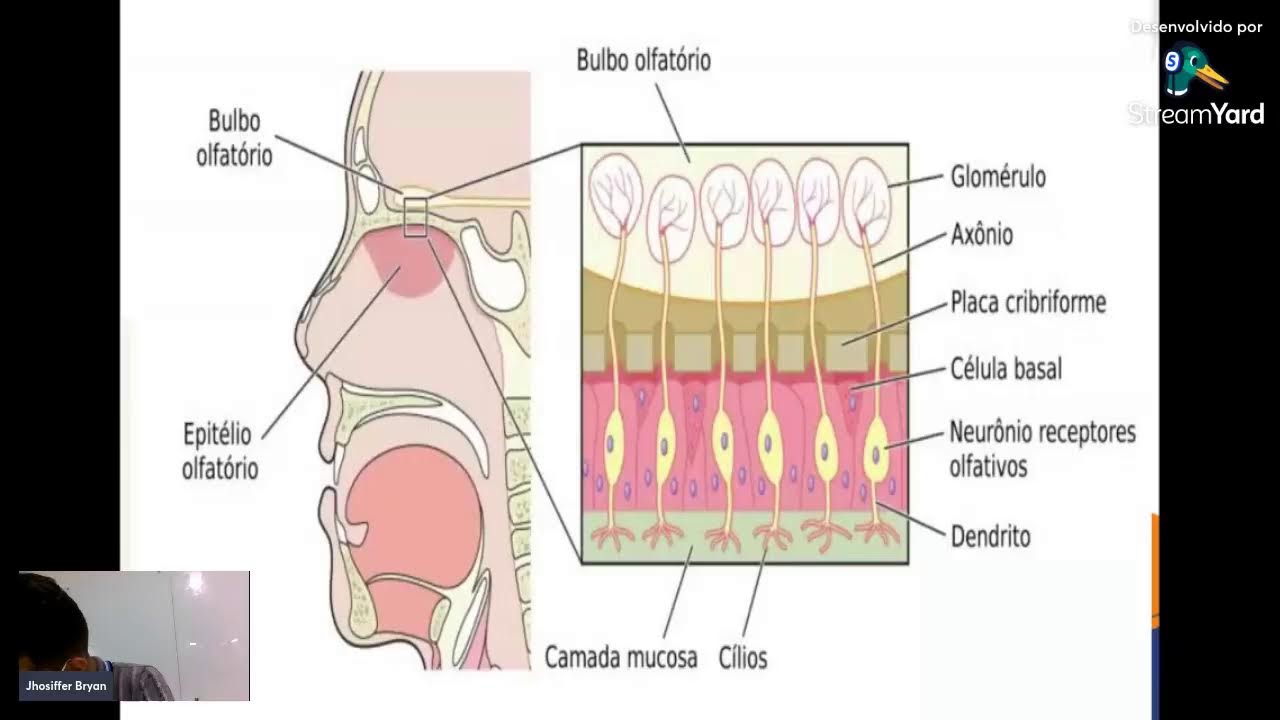 AULA DE ANATOMIA