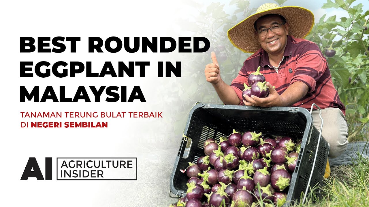 Ladang Terung Bulat di Negeri Sembilan | How Do Malaysian Farmers Success in Cultivating Eggplant?