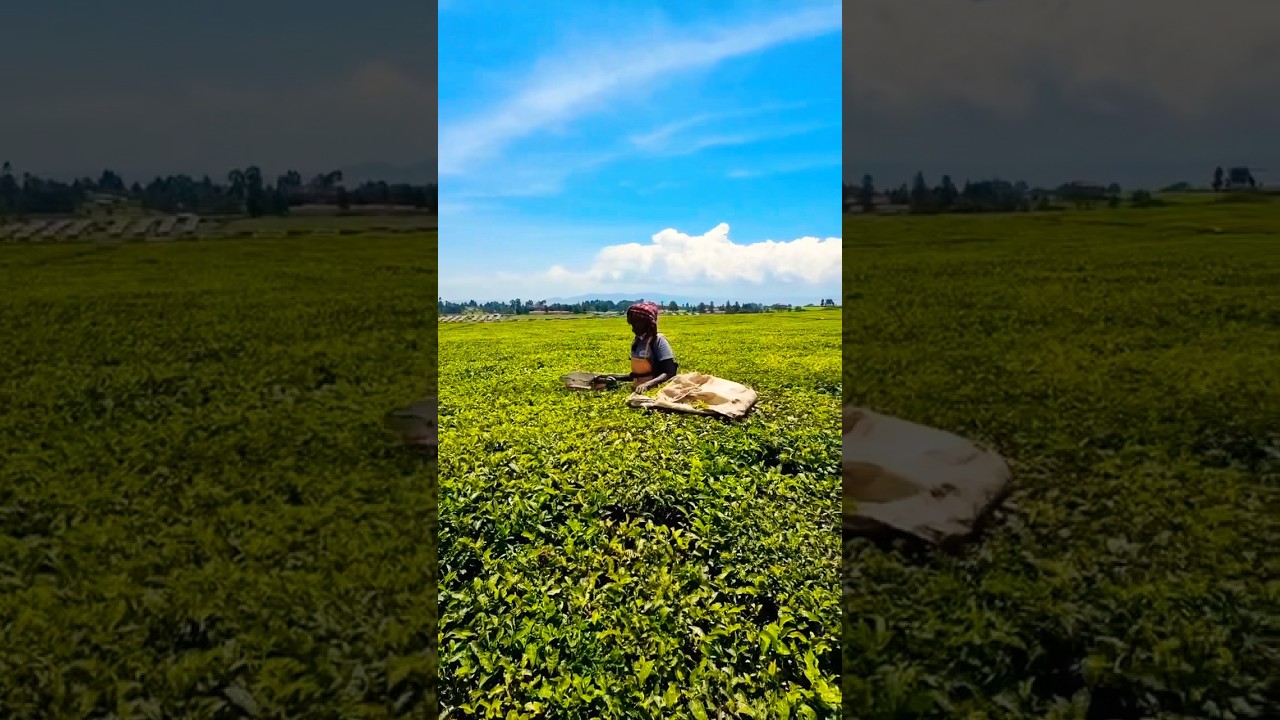 Kericho Tea Plantations in Kenya