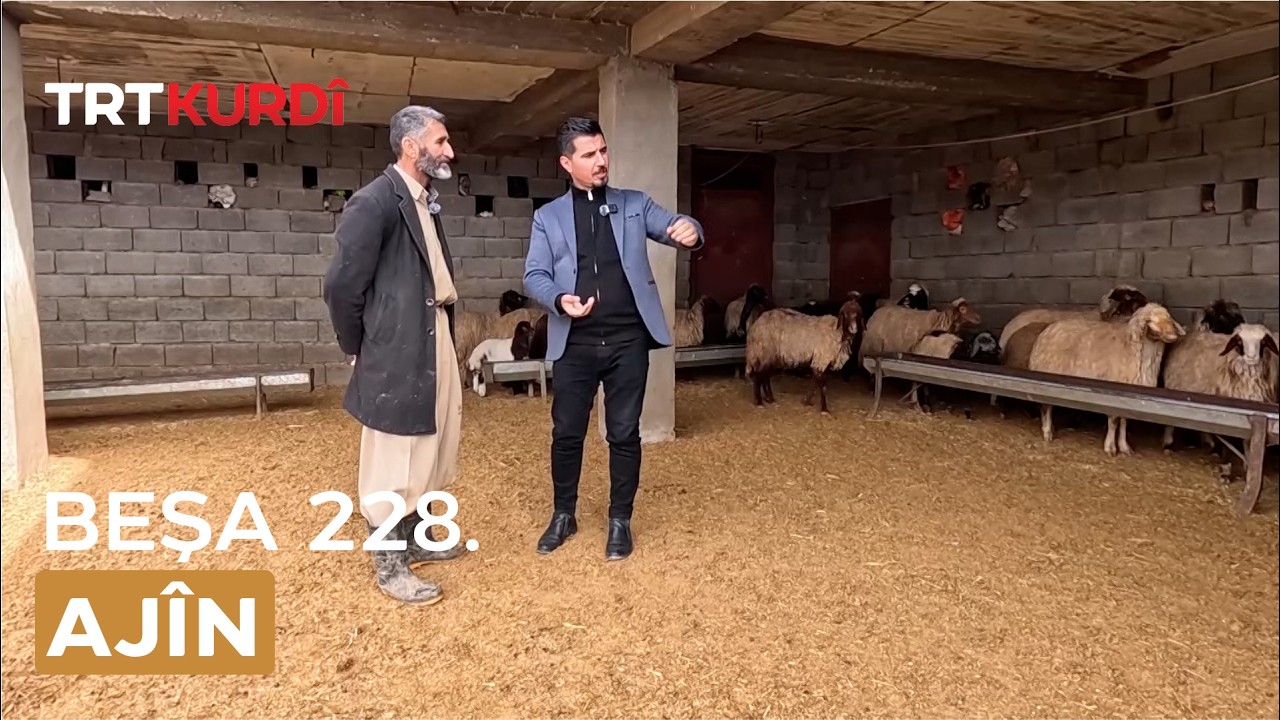Ajîn - Beşa 228.