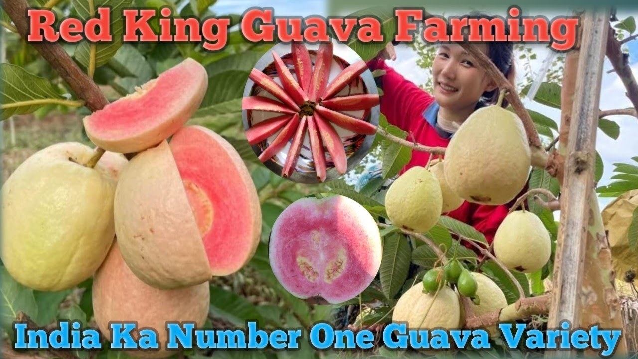 Red King Guava Farming