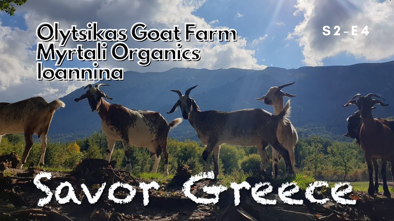 Raising goats in Greece: from the big city to the farm and medicinal herbs from a sacred land s2e3