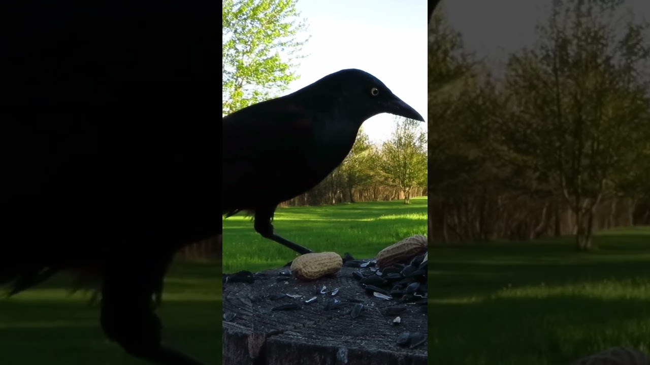 Grackle takes a peanut on a quiet spring evening