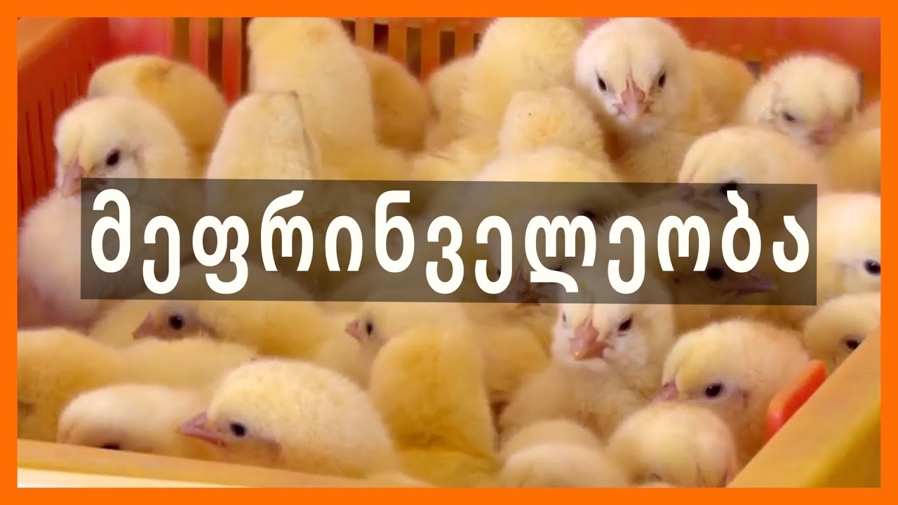 მეფრინველეობა