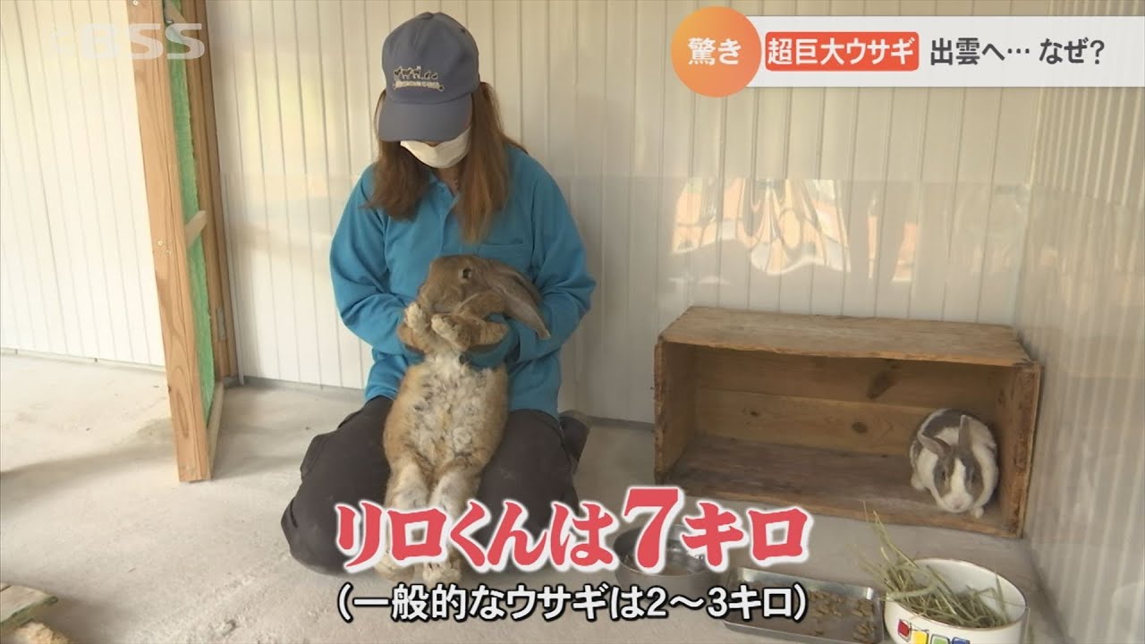 「すごい大きい」一般的なウサギの約3倍…巨大ウサギ」が人気者に