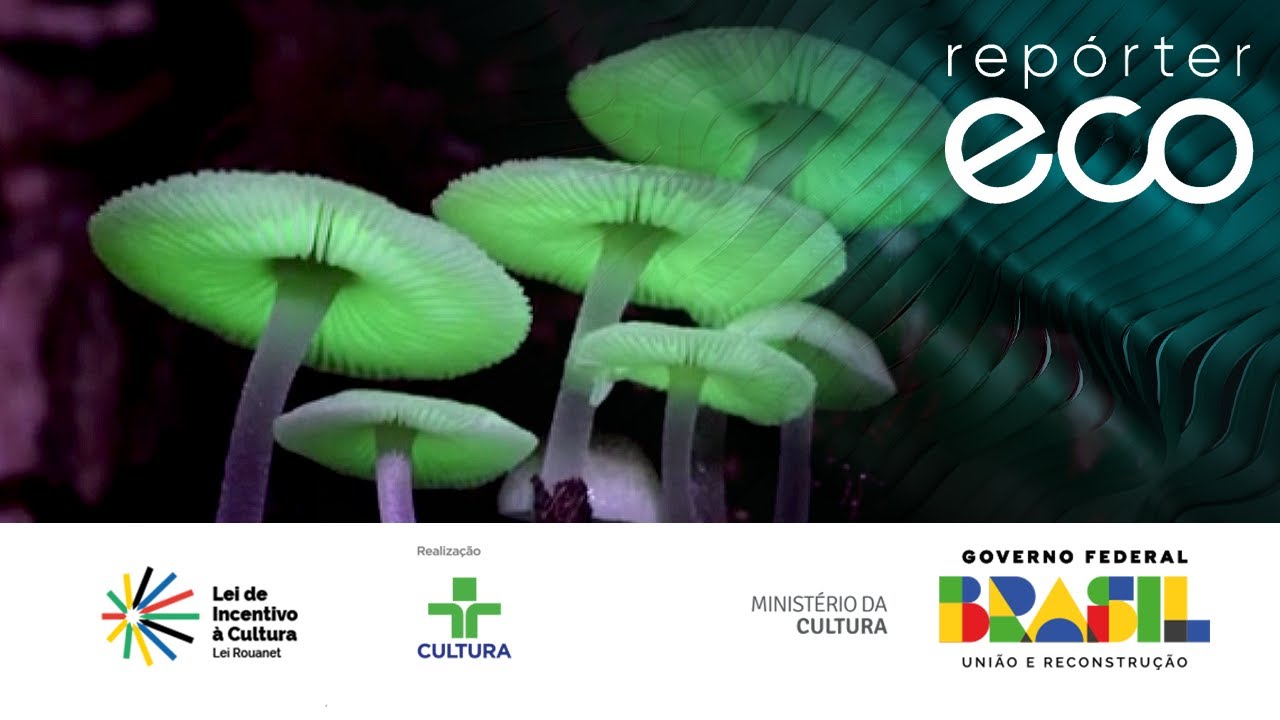 Repórter Eco | FUNGOS BIOLUMINESCENTES | 11/02/2024