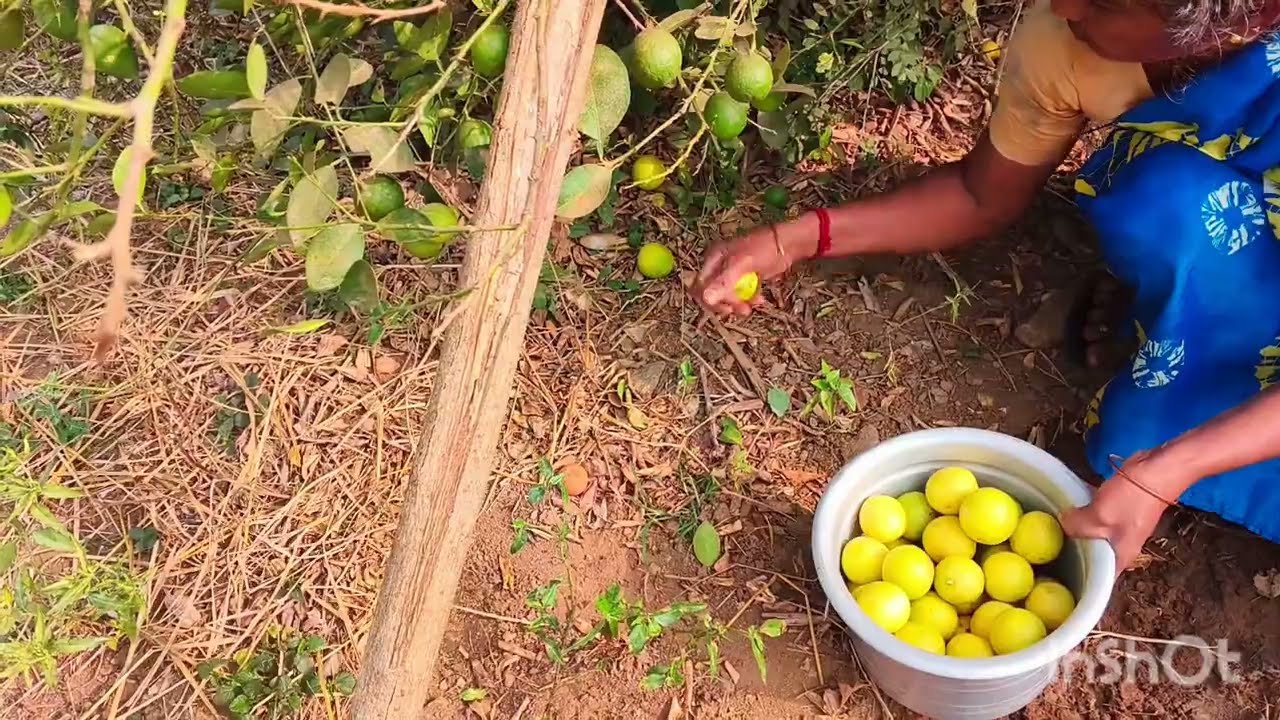 மனதை அமைதிப்படுத்தும் எலுமிச்சை பறிப்பு 🌿