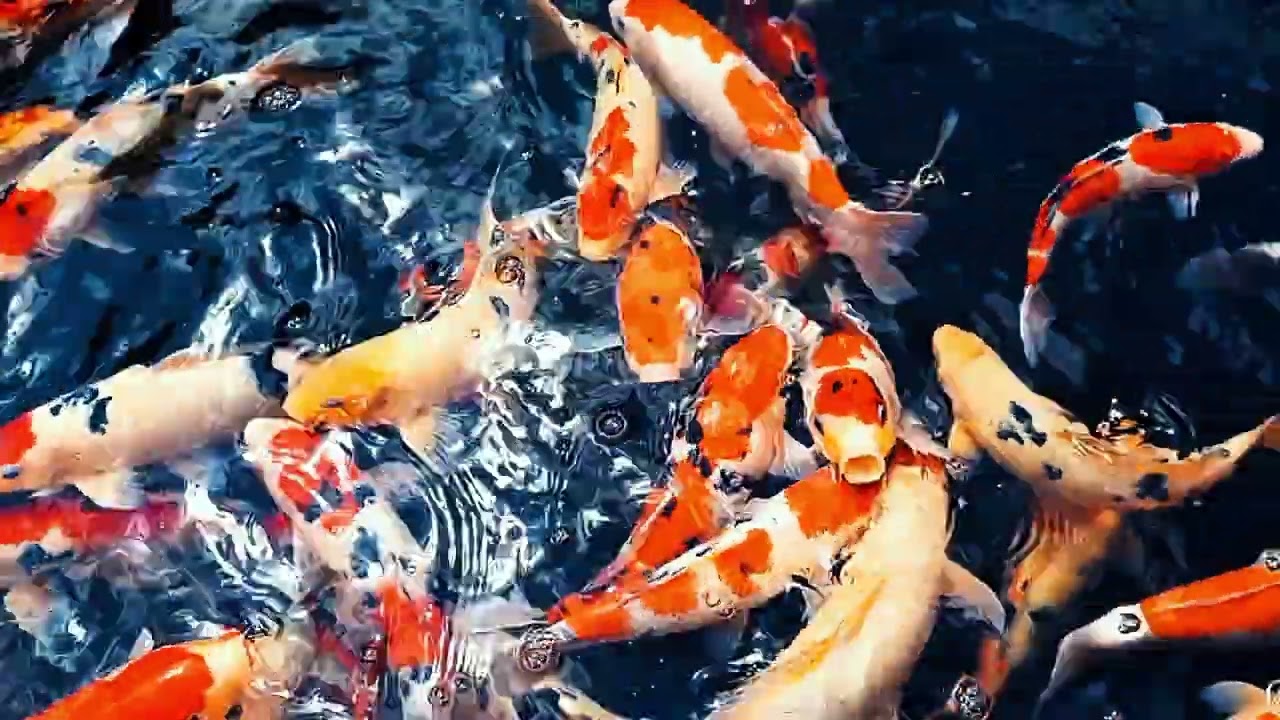 Ikan Koi Di Kolam | Ikan Hiasnya Bagus Banget!
