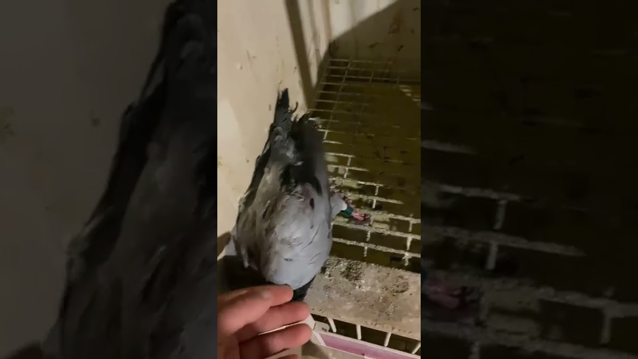 شاهد المشاكل التي يعانيه بطل حمام الزاجل في هولندا الدكتور احمد مجيد بسبب الصقر