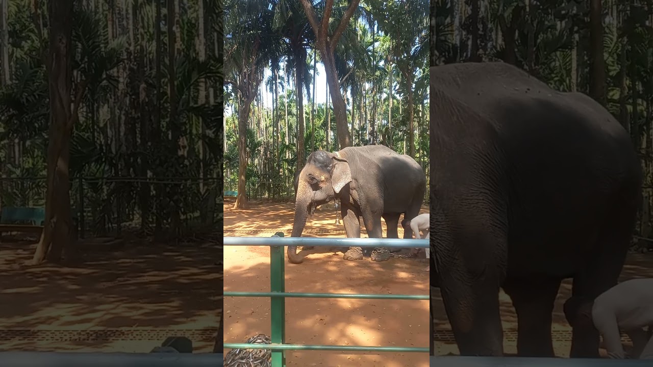 Ambari elephant Kunti  #viralvideos #elephant #travel #song #news #shivamogga #animals #viral