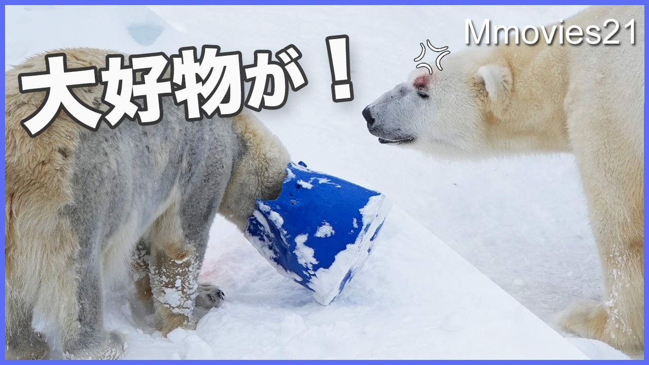 【ライト出舎拒否】懇親の威嚇もリラの倍返しにシュン~〜ホッキョクグマ繁殖期の同居訓練〜Polar Bear Breeding Season 4
