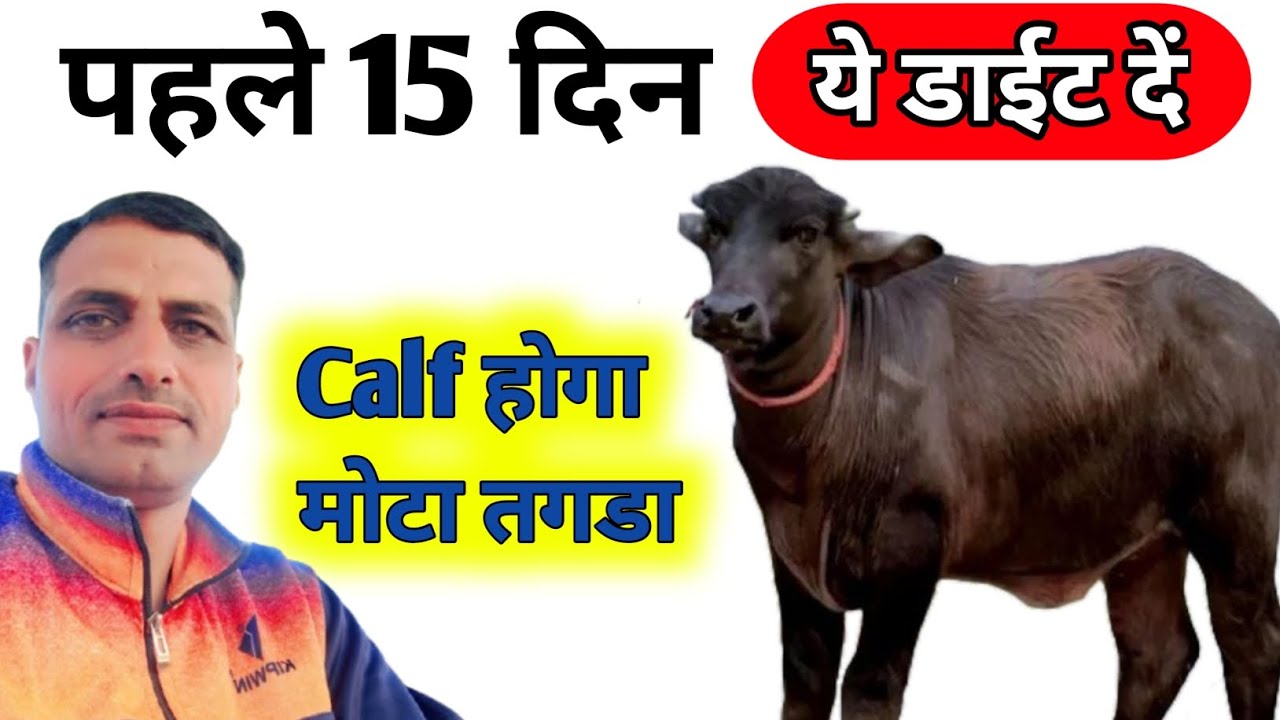 Buffalo calf ko kaise taiyar kare।।Calf ko mota tagda kaise kare #Animals #Cattle #Pilaniadairyfarm👆
