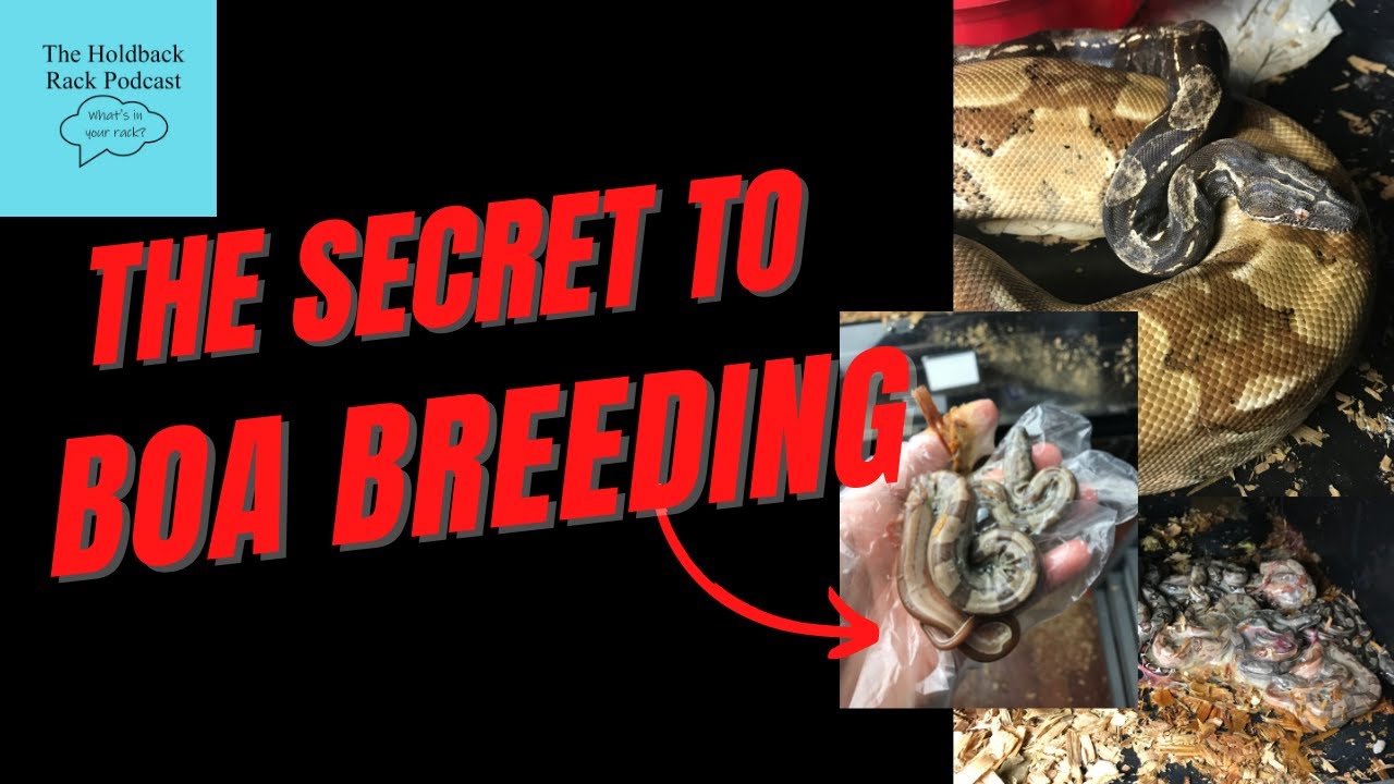 HRP -  25. The #1 Secret to Successful Boa Breeding - Spoiler it's Arenavirus Related!
