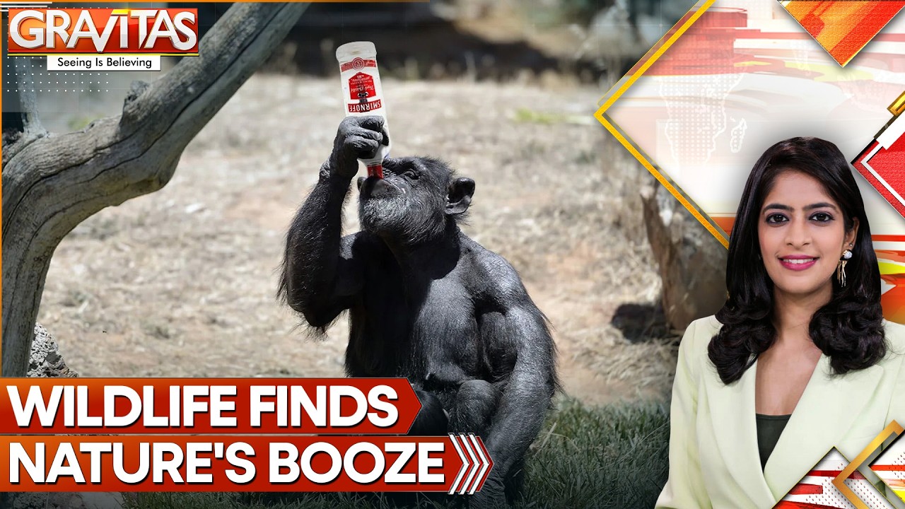 Animals Love a Tipsy Treat, Drunk Chimp Shows Human-like Hangover | GRAVITAS