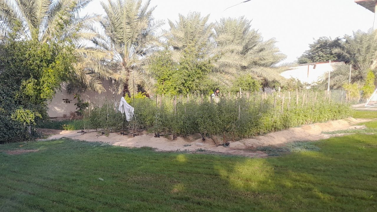 VLOG DI KEBUN SETIAP JUM'AT LIHAT&sup2; TANAMAN SAYURAN || TKW ARAB DAMMAM