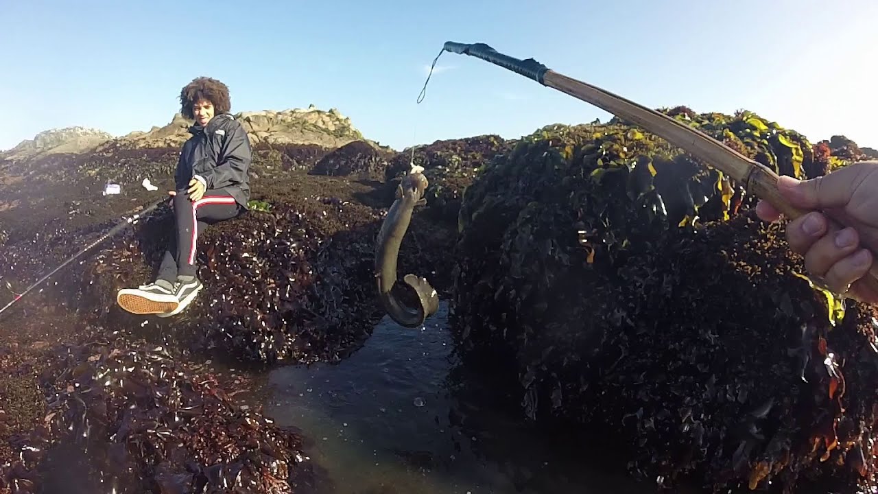 Poke Pole Fishing: HUGE 5lb Monkeyface Prickleback Eel!