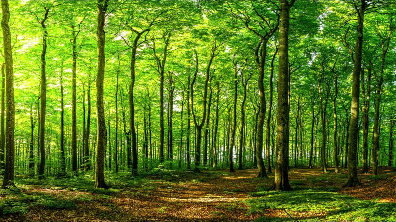 Forest Ambient Sound