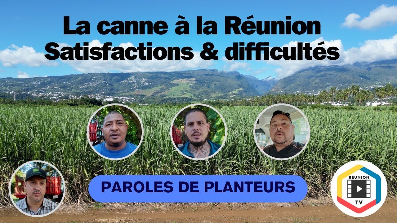 La canne à La Réunion - Paroles de planteurs