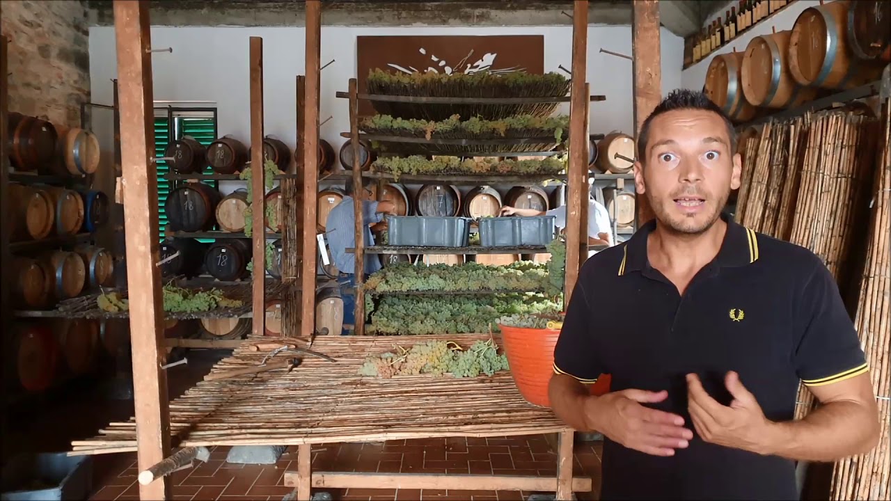 IL VIN SANTO DEL CHIANTI PARTE 1 raccolta e appassimento delle uve
