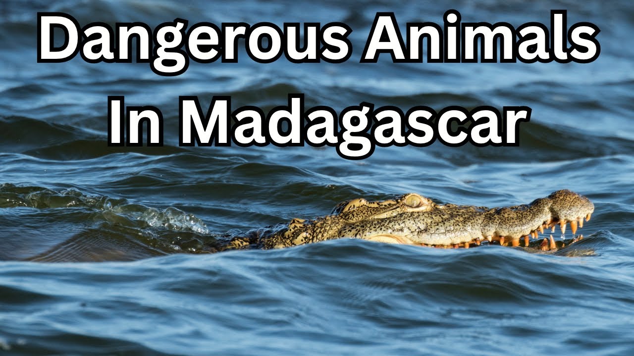Dangerous Animals in Madagascar