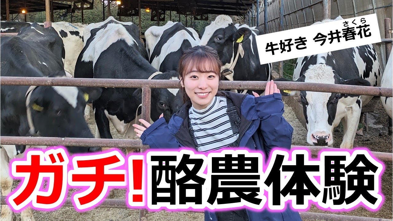 【今井春花】大好きな牛のお世話やってみました【グッド！モーニング】