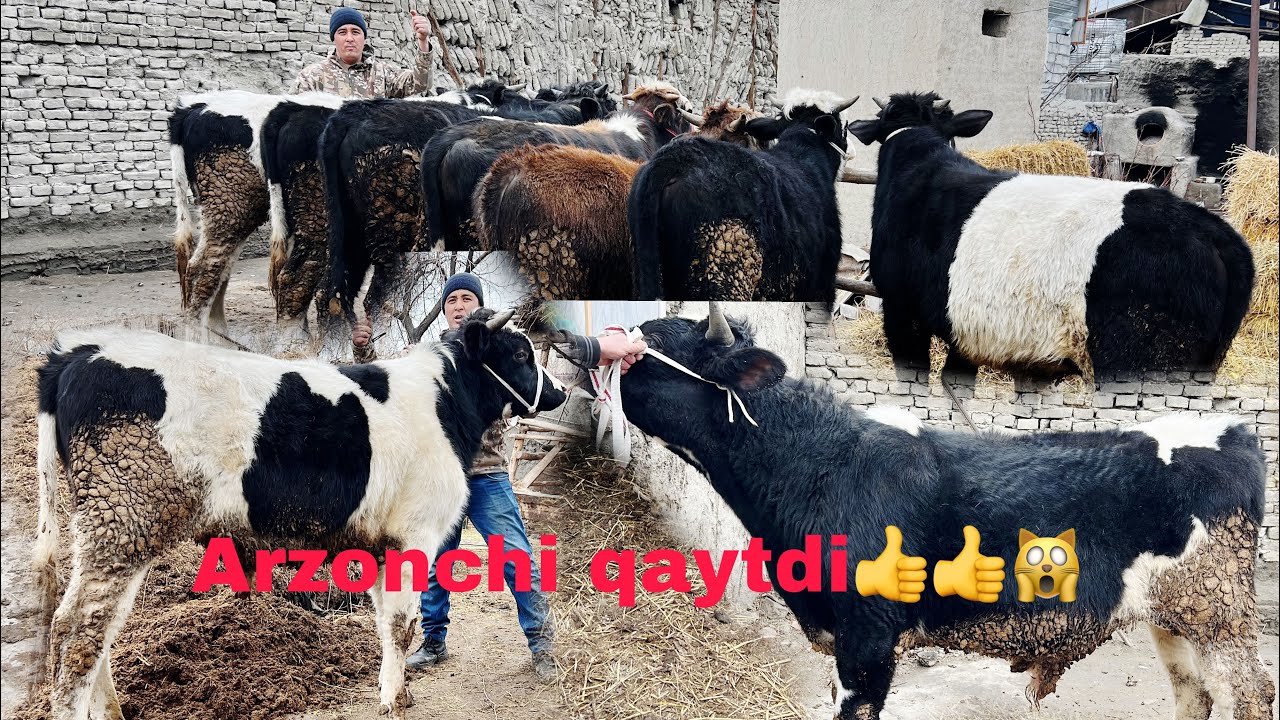 Arzonchi  Iskandarjondan rassiyiskiy buqalar sotiladi.