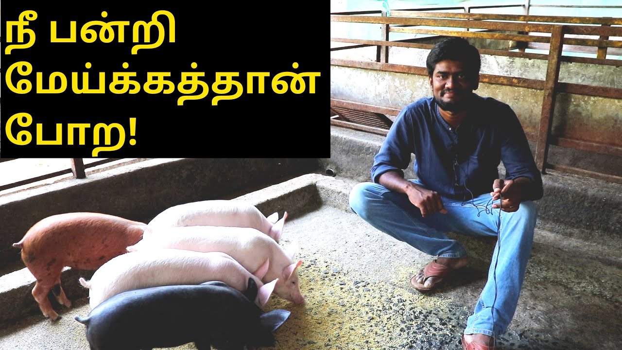 வெண்பன்றி வளர்ப்பு - 600 பன்றிகள் | Piggery farm | Success story