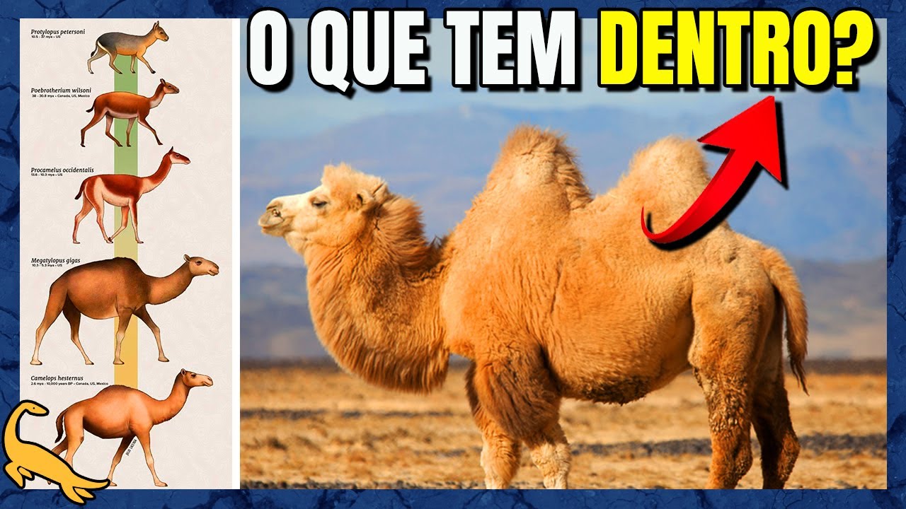 A EVOLU&Ccedil;&Atilde;O INSANA DOS CAMELOS! (Fam&iacute;lia Camelidae)