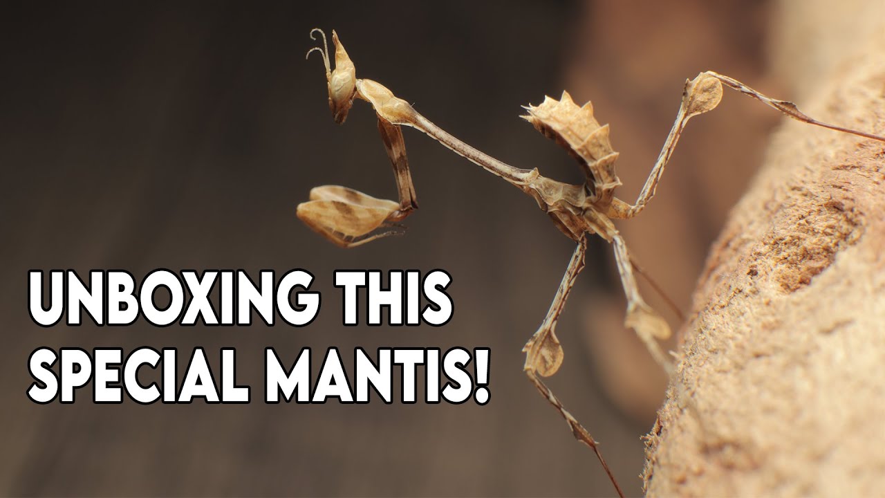 New Arrivals in the Nature Room! [UNBOXING]