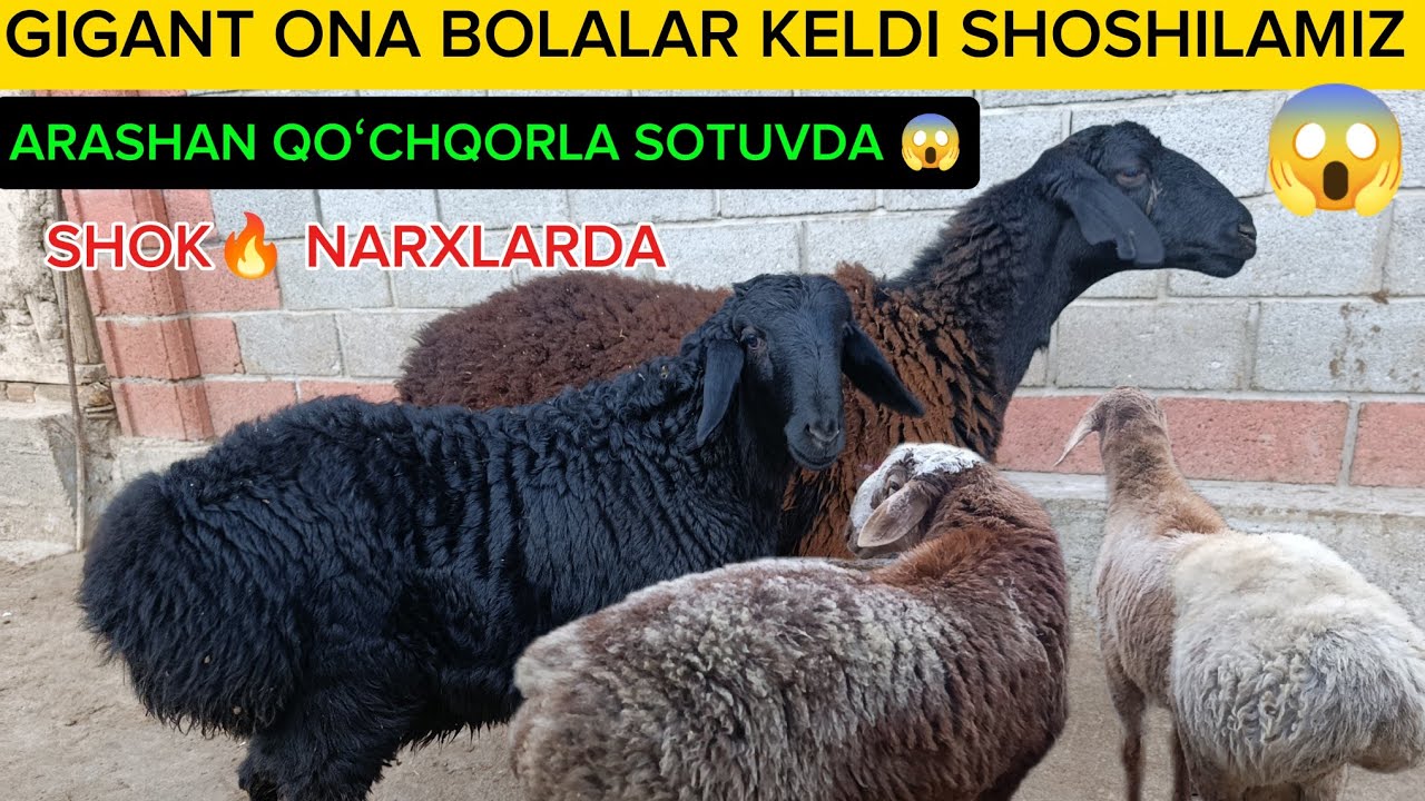 😱😱 GIGANT ONA BOLALAR KELDI SHOSHILAMIZ BUNAQASI KAM KELADI QOʻCHQORLA SOTUVDA SHOSHILAMIZ 😱