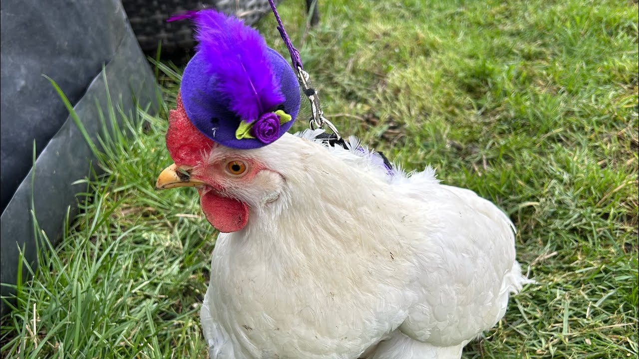 Moja druga działka 🌼🌸🥚🐣🐔🫶#amazing #chicken #uk #farm #farming #ukraine #polska 