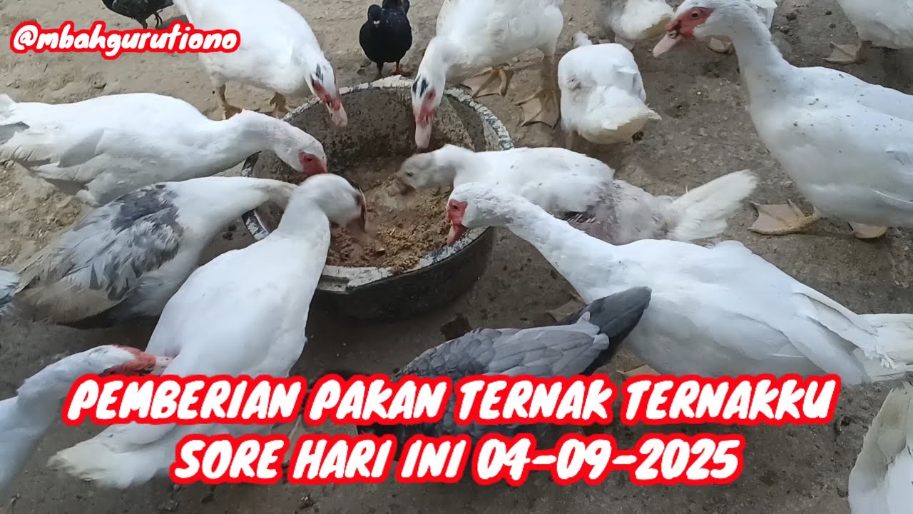PEMBERIAN PAKAN TERNAK TERNAKKU SORE HARI INI 04-09-2025 @mbahgurutiono