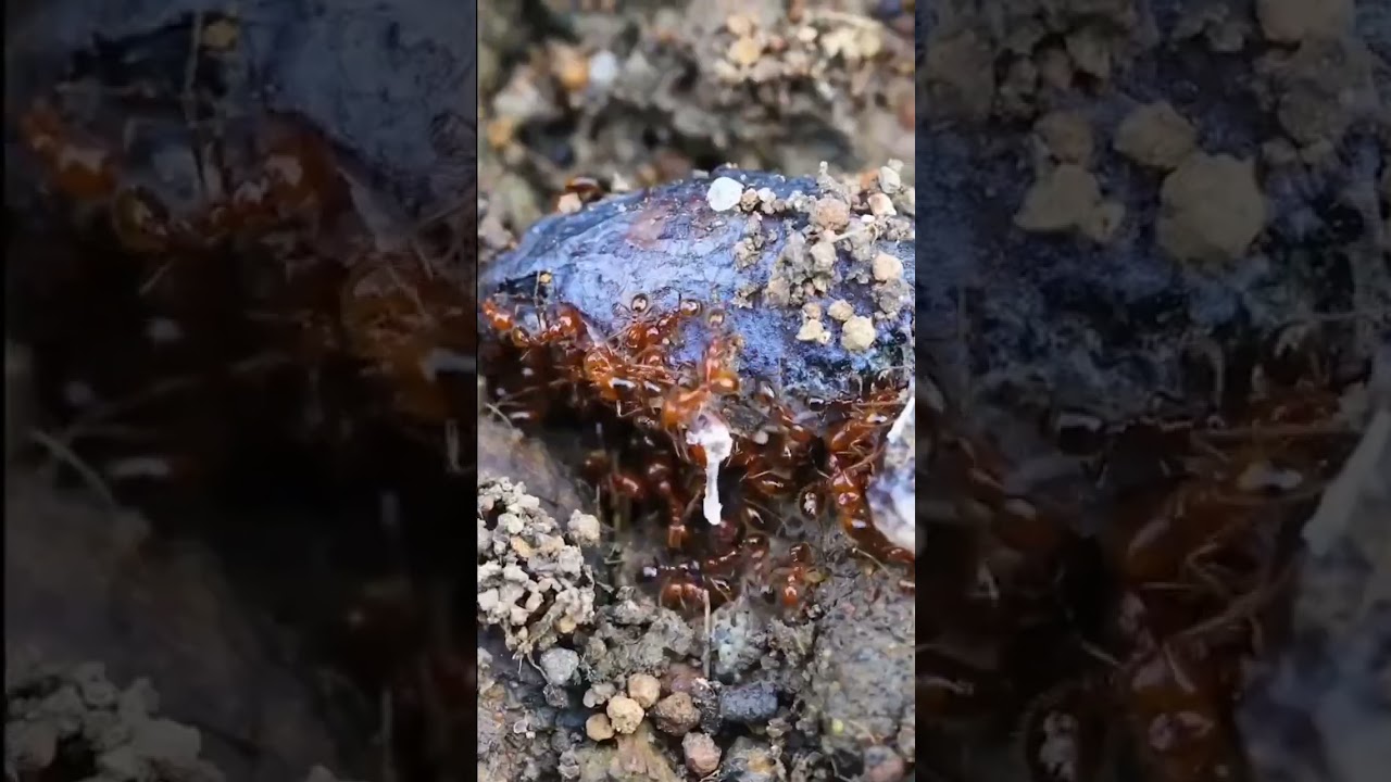 cute ant army🐜🐛😍