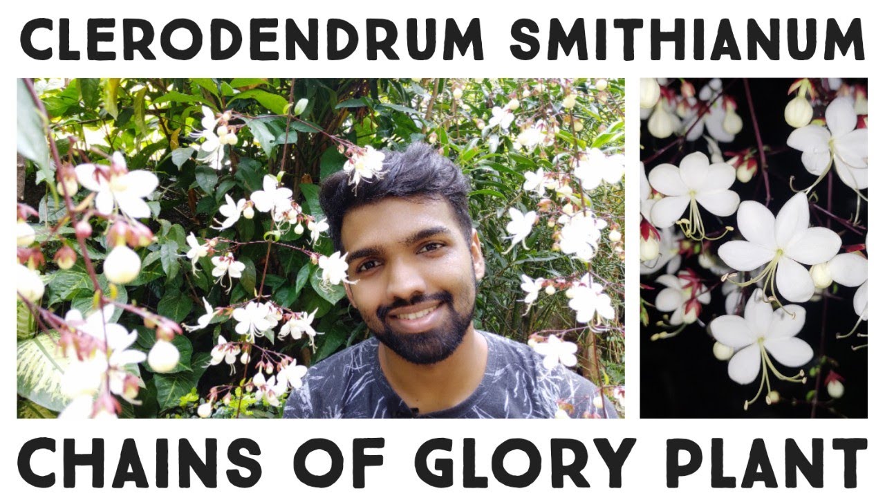 Clerodendrum smithianum | Chain Of Glory Plant Care Guide | Nandanam Exotics | By Nirmal kumar