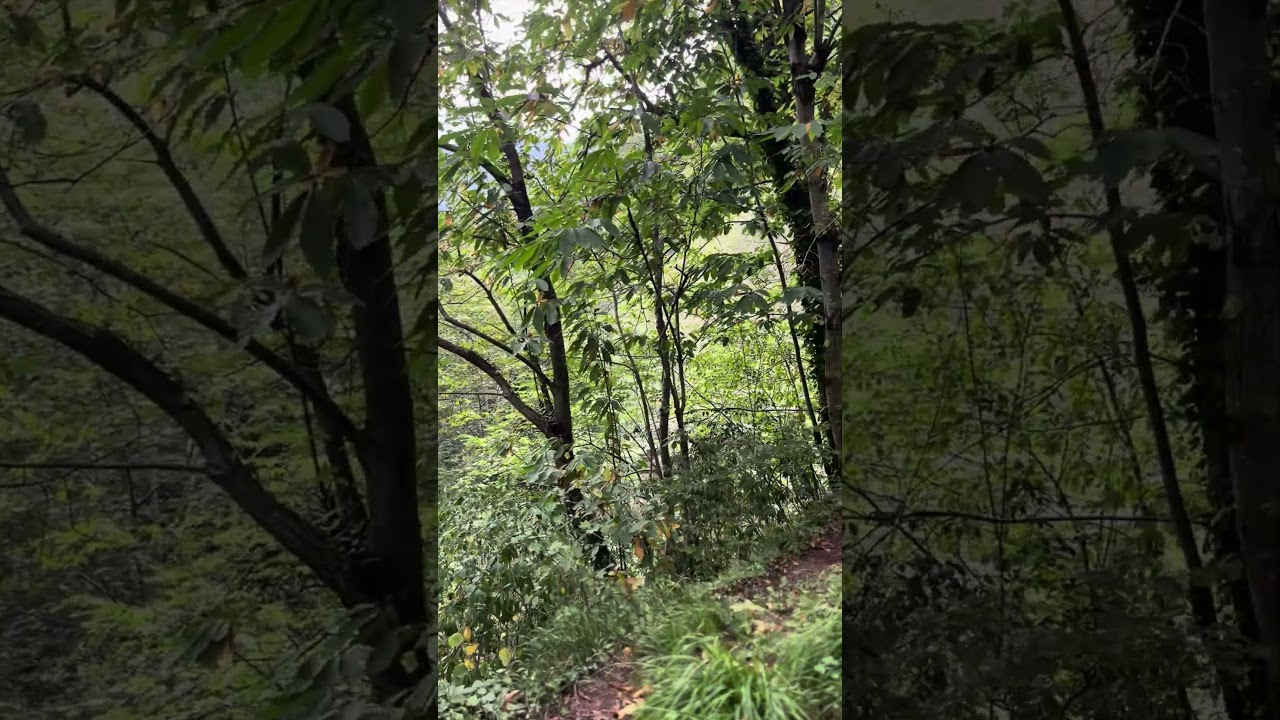 Sadece 40 Saniye: Doğada Huzur 🌿#povwalk #shortvideo