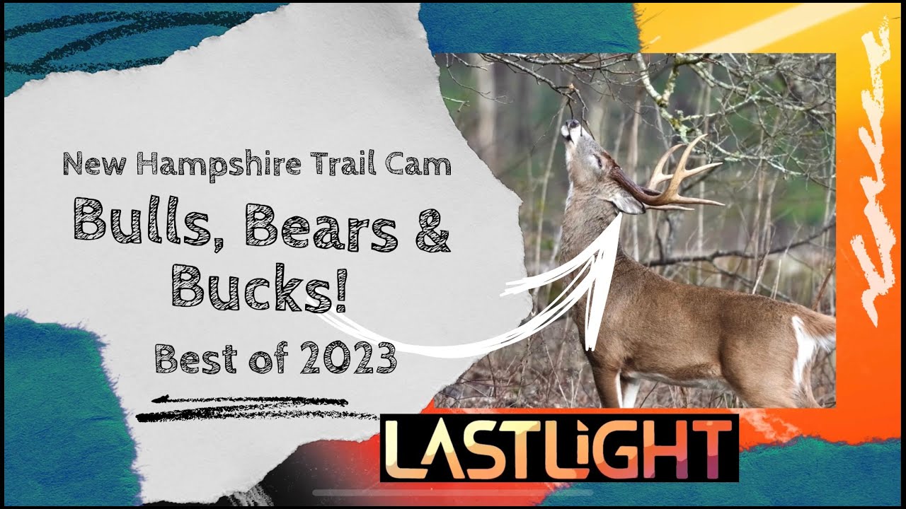 NH Trail Cams Best of 2023 : Bulls, Bears & Bucks!