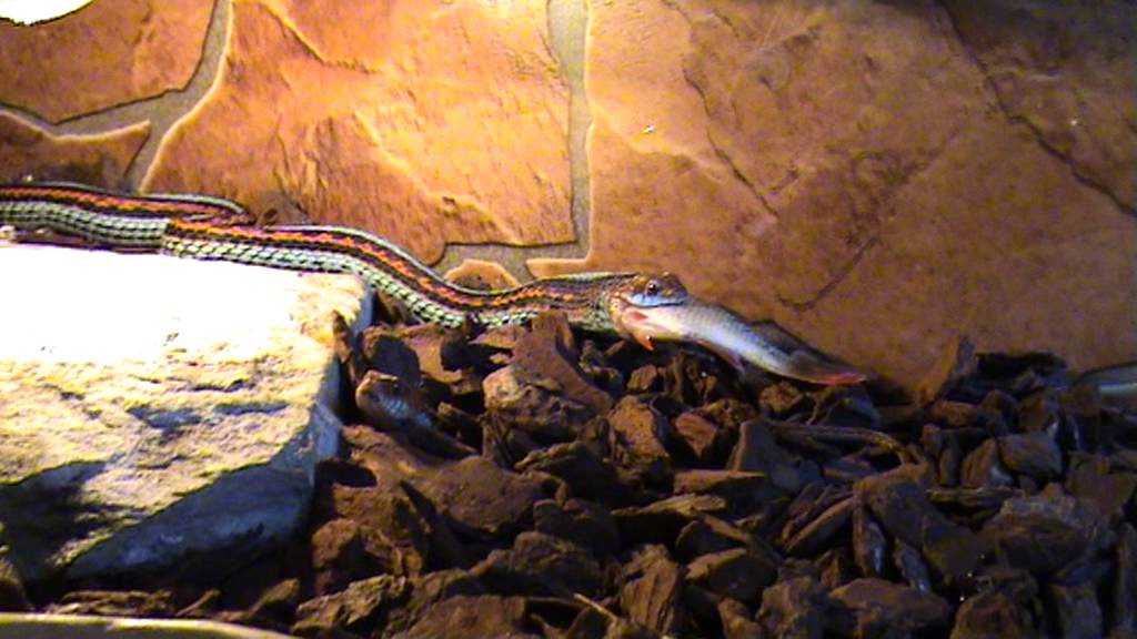 Thamnophis s. tetrataenia feeding