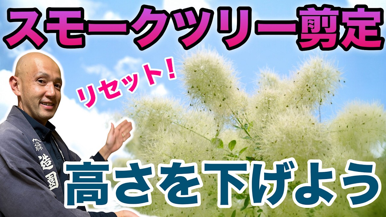 【大きくなりすぎ！】巨大化したスモークツリーを立て直すリセット剪定の方法